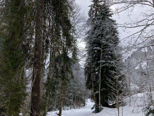 Waldweg
