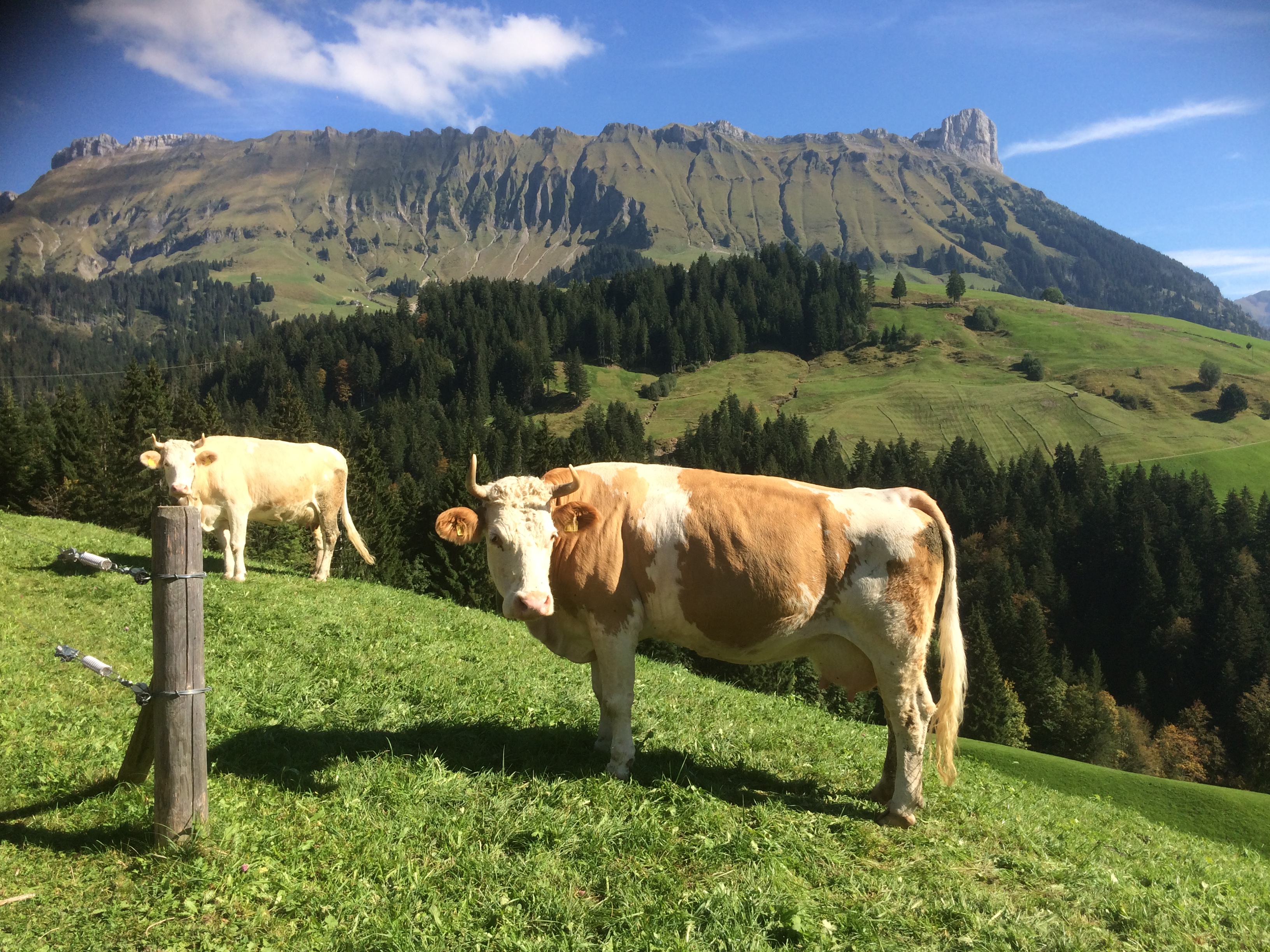 Rückblick 60. Bäreggforum